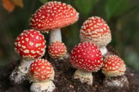 Тайны Красной Шляпки и другие загадки грибов