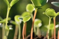 Регуляторы роста растений. Виды и свойства